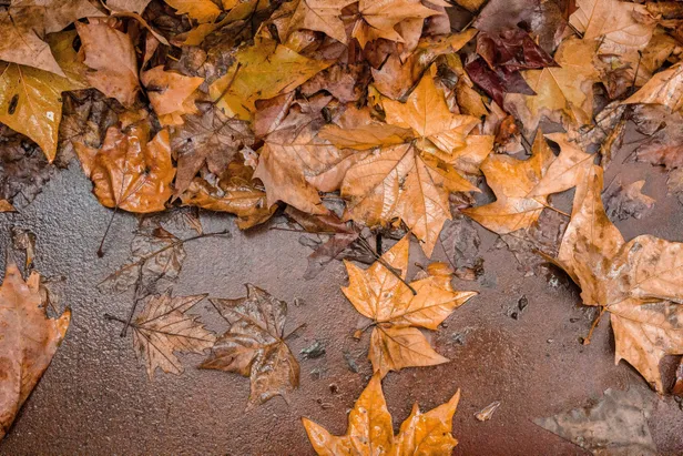 sonbahar-mevsimi-2021-ne-zaman-basliyor-bitiyor-sonbahar-mevsimi-ozellikleri-tarihleri-sonbahar-googleda-doodle-oldu-1632284160927.jpg Sonbahar Mevsimi özellikleri, tarihleri! Sonbahar Mevsimi 2021 ne zaman başlıyor, bitiyor? Sonbahar Google'da Doodle oldu!-3