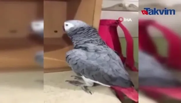 Niğde'deki papağan 'Paşa', İhlas Suresi'ni okuyor