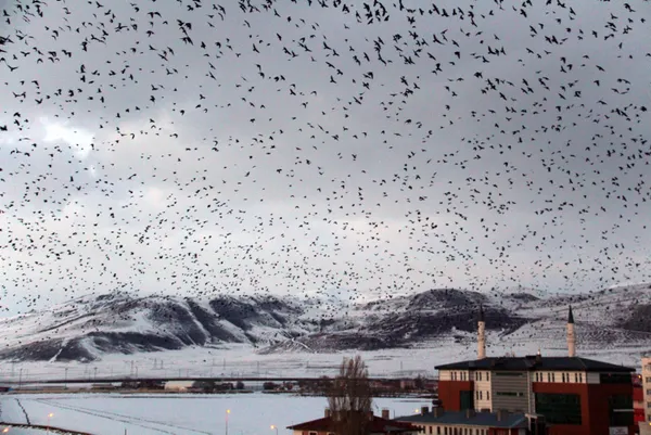 korku-filmi-gibi-kargalar-sehri-istila-etti-aciklama-geldi-1613025382428.jpg Korku filmi gibi! Kargalar şehri istila etti! Açıklama geldi-4