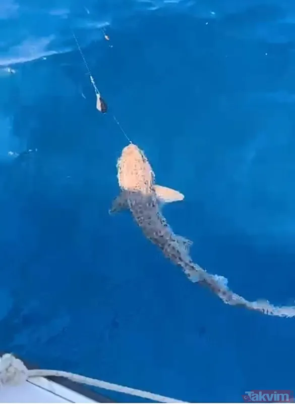 Saros Körfezi'nde oltaya köpek balığı takıldı - 1