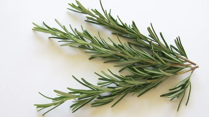 iftardan-sonra-mide-siskinligine-son-ibn-i-sinadan-sindirimi-rahatlatan-2-mucize-besin-1771587095002.jpg İftardan sonra mide şişkinliğine son! İbn-i Sina’dan sindirimi rahatlatan 2 mucize besin-4