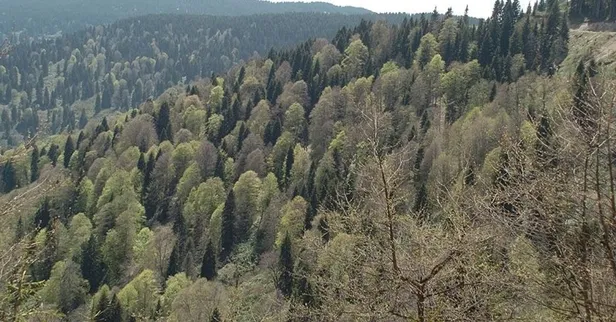 Belgrad Ormanı açık mı? 7-8 Ağustos hafta sonu Belgrad Ormanı’na giriş yasak mı? Piknik serbest mi?-3