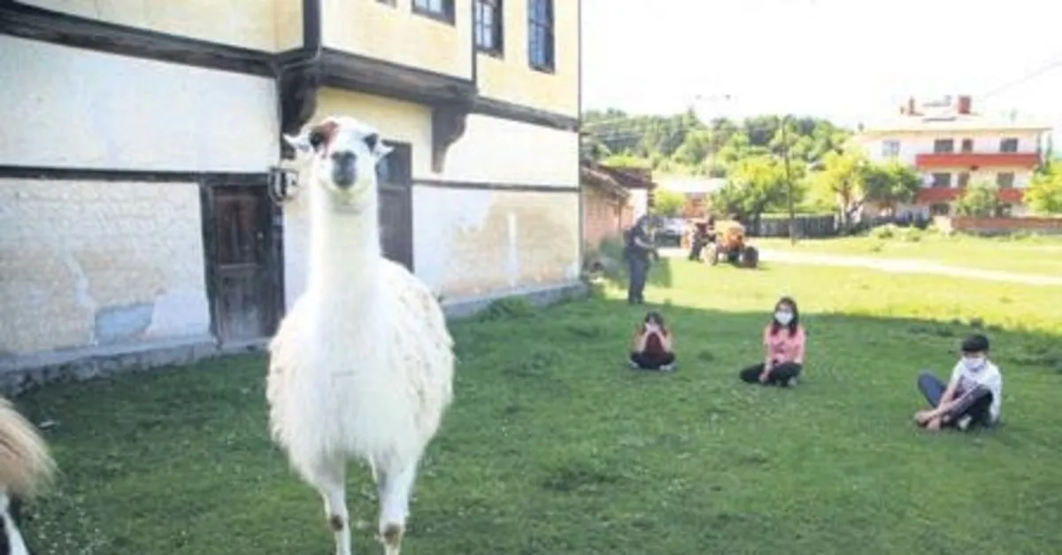 Kastamonu Daki Pamuk Isimli Lama Ilgi Odagi Oldu Takvim