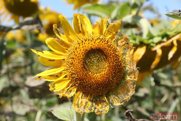 Trakya'da çayır tırtılı istilası devam ediyor! Ayçiçeğinden sonra şimdi de mısırları tehdit ediyor - 12