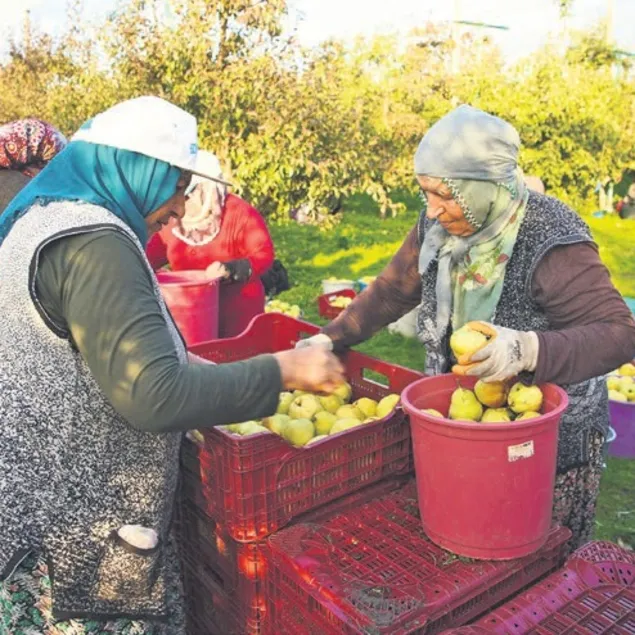 Meyve bahçeleri ek gelir oldu