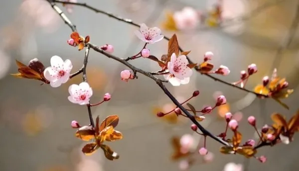 En güzel Nevruz mesajları sözleri! 21 Mart resimli Nevruz mesajları... Nevruz nedir, neden kutlanır?-6