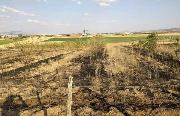 kus-yuksek-gerilim-hattina-carpti-yangin-cikartti-1629948249346.jpg Kuş yüksek gerilim hattına çarptı yangın çıkarttı-5