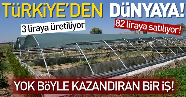 Sülüklerin tanesi 82 liraya satılıyor!