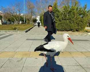 Gören şaşırıyor! Bu leylek uçmayı unuttu