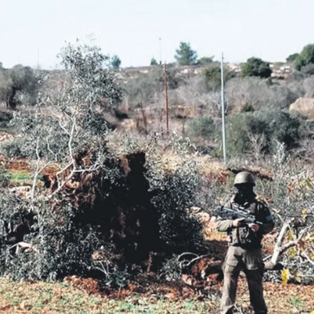 Ağaç düşmanı teröristler