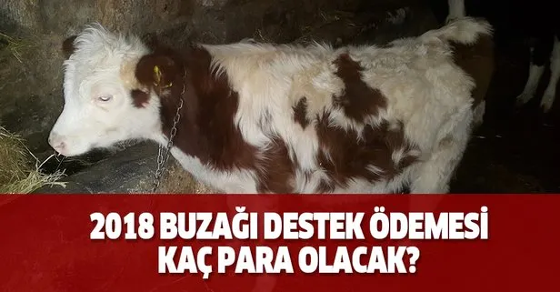 2018 buzağı destek ödemesi kaç para olacak?