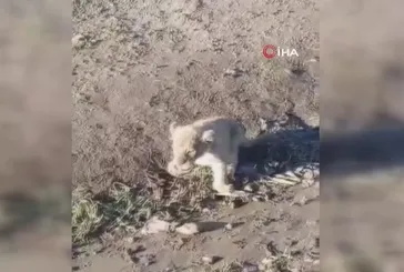 Şanlıurfa'da yol kenarında yavru aslan görüldü! İşte o görüntüler 📸 (VİDEO HABER)