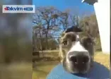 Sahibinin kamerasını kaçıran afacan köpek