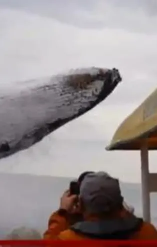 Kambur balinanın havada muhteşem şovu