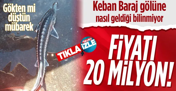 Fiyatı 20 milyon liraya kadar alıcı buluyor! Keban Baraj gölüne nasıl geldiğiyse muallakta...