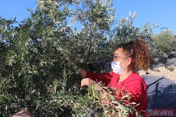 Her yıl 6 aylığına gittiği Kilis'ten dünyaya tonlarca zeytinyağı ihraç ediyor - 1