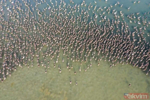 Minik allı turnalar (flamingolar) uçmayı İzmir Kuş Cenneti'ndeki doğal kreşte öğreniyorlar - 42