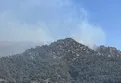Muğla Milas'ta orman yangını! Ekiplerin müdahalesi sürüyor
