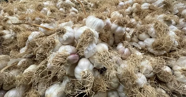 Sarımsağın gücü: Kalbi iyileştiriyor!