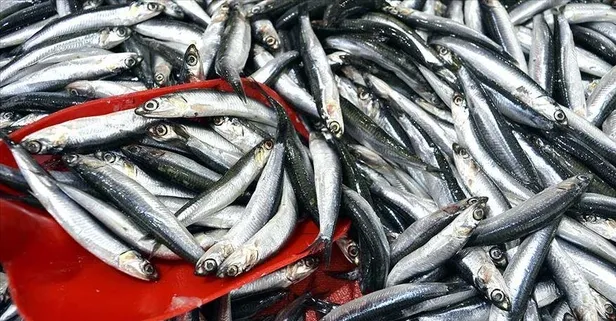 Balıkçılar 1 Eylül'de ‘vira bismillah’ diyecek! Yeni sezonda palamut bolluğu bekleniyor