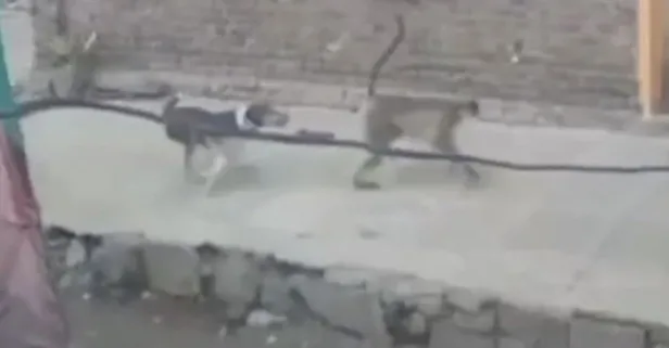 Maymunların intikamı ağır oldu! 1 maymuna karşı 250 köpek yavrusu...