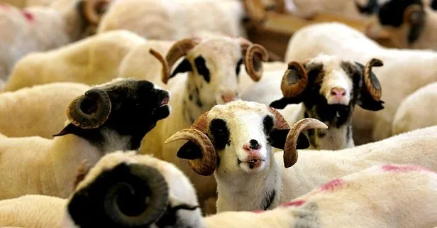 migros carrefour a101 kurbanlik fiyatlari 2021 buyukbas kucukbas kurban fiyatlari ne kadar takvim migros carrefour a101 kurbanlik fiyatlari 2021 buyukbas kucukbas kurban fiyatlari ne kadar takvim