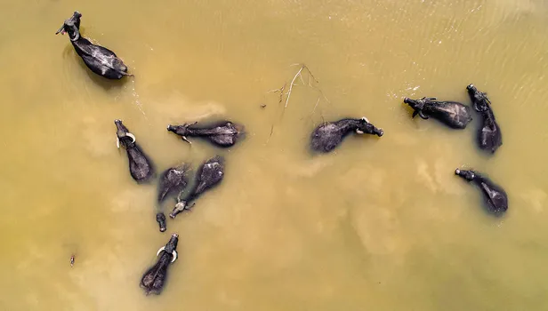 Arnavutköy'de Afrika'yı aratmayan görüntüler!