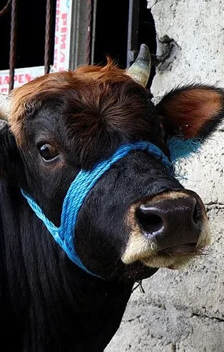 Rize'den Trabzon'a yüzen boğanın sahibi: Kesmeye kimsenin gönlü razı gelmez