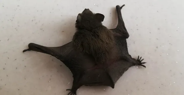 Esnafların yerde bulduğu yarasa görünüşüyle insanları korkuttu
