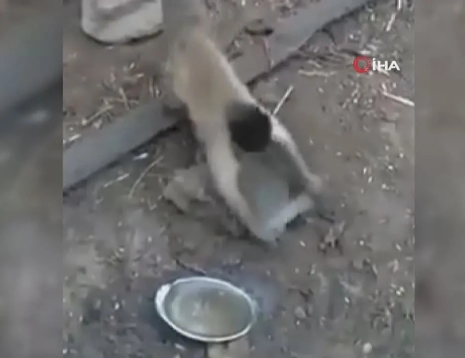 Maymunun bıçak bilediği görüntüler olay oldu!