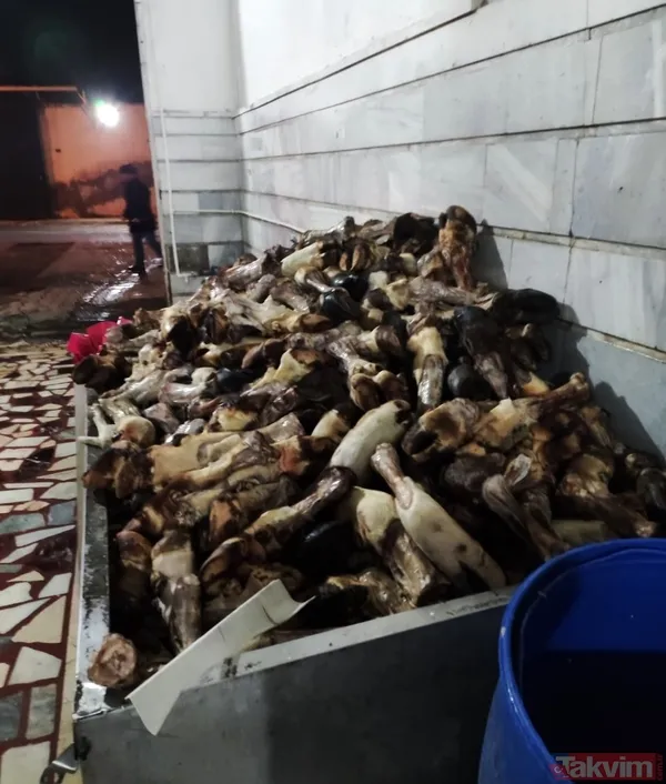 Pastırmasıyla meşhur Kayseri'de mide bulandıran görüntü! 5.5 ton sakatat imha edildi - 3