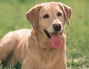 Ünlülerin vazgeçemediği ev arkadaşları