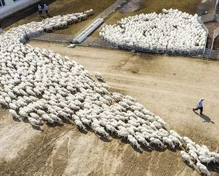 Türkiye hayvancılıkta Avrupa’nın zirvesinde