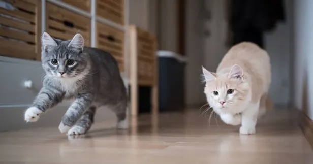 Ev kedileri nasıl beslenir? Evde kedi bakmak zor mu? KEDİ BAKIMI NASIL YAPILIR?-4