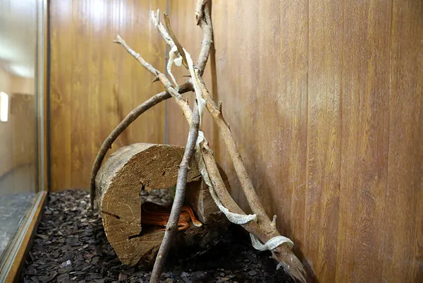 turkiyenin-en-buyuk-hayvanat-bahcesi-olan-gaziantep-hayvanat-bahcesinde-deri-degistiren-yilanlara-sut-banyosu-yaptiriliyor-1625128904321.jpg Türkiye'nin en büyük hayvanat bahçesi olan Gaziantep Hayvanat Bahçesi'nde deri değiştiren yılanlara süt banyosu yaptırılıyor-9