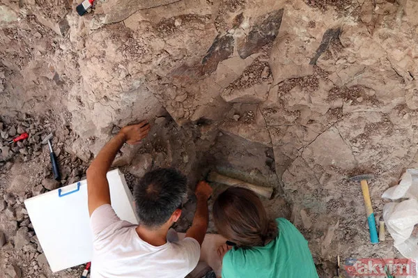 Çankırı'da 8,5 milyon yıllık fosil bulundu! - 23