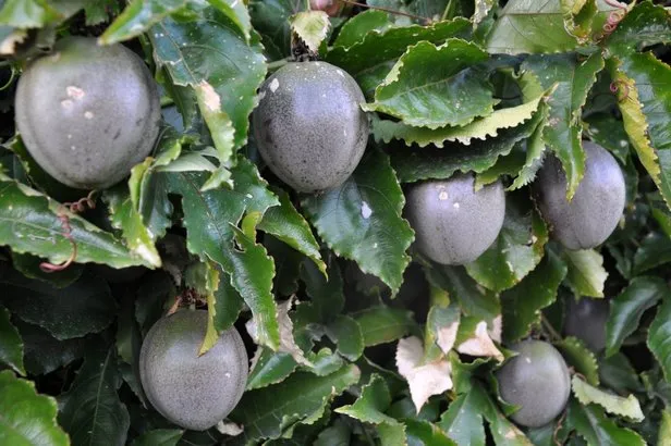 passiflora meyvesi nedir nasil yenir passiflora nerede ve ne kosullarda yetisir takvim