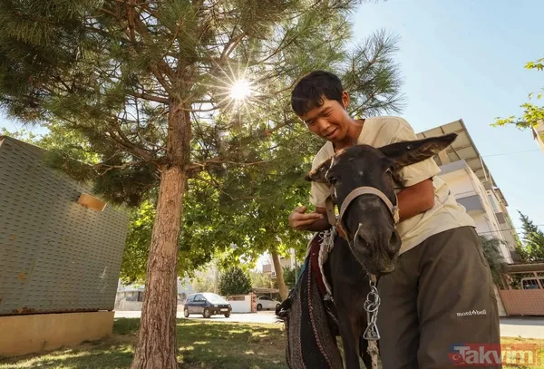 Günün en ilginç haberi: Japon turist Merzifon'dan aldığı eşekle Türkiye'yi gezdi - 13