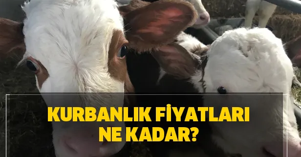 Kurbanlık fiyatları kaç TL? BİM, A101, Migros, Carrefoursa kurbanlık fiyatları belli oldu mu?