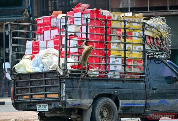 Maymun çeteleri Tayland’ı ele geçirdi: 4 çete 4 bin 500 üye! Haraç, gasp, pusu, şantaj, kavga her şey var - 6