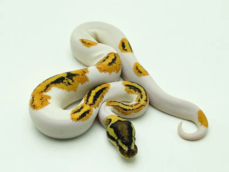 kraliyet-pitonu-neden-yasak-kraliyet-pitonu-zehirli-mi-bakimi-nasil-yapilir-1745599228280.jpg (Takvim Foto Arşiv)