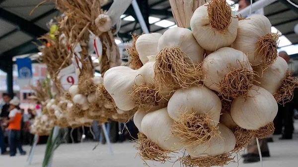 Kansere iyi gelen besinler nelerdir? İşte kanserden koruyan besinler-11