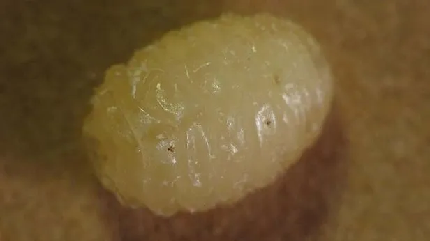 Muslume Nin Uzerinde Goruldu Larva Nedir Insana Nasil Bulasir Larva Nasil Olusur Neden Olur Larvalar Nerede Yasar Takvim