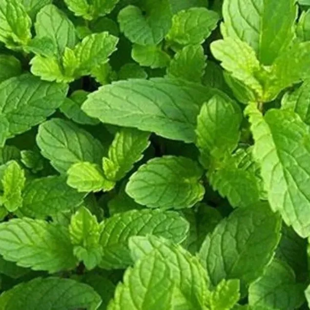 İlaç gibi nane
