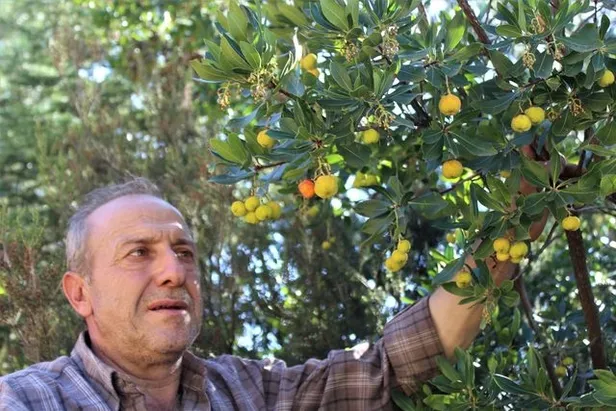 bursada-yapiliyor-ekimden-ocak-ayina-kadar-bu-ormana-giren-zengin-oluyor-paraya-para-demiyor-1603273988274.jpg Bu ormana giren zengin oluyor paraya para demiyor! Bursa'da yapılıyor Ekim'den Ocak ayına kadar!-4