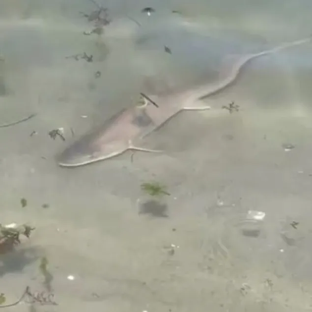 Jaws Caddebostan’da