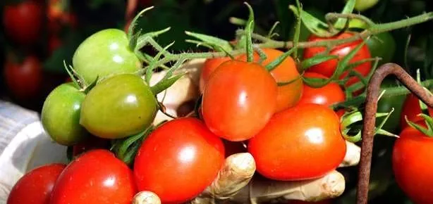 Domates mucizesi