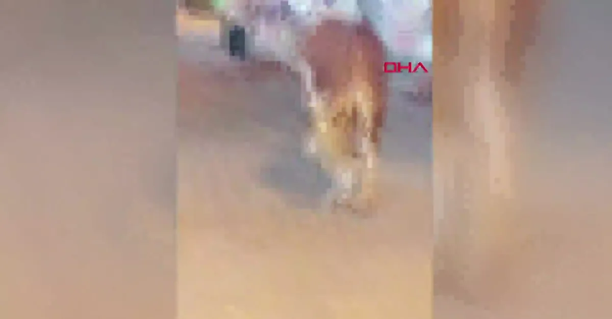 Bursa sahilde kaçak boğa paniği