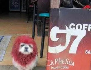 Bunlarda Süslü Köpekler