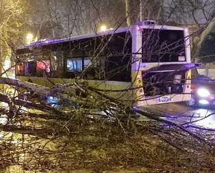 İETT kazası: Otobüs asırlık çınar ağacına çarptı